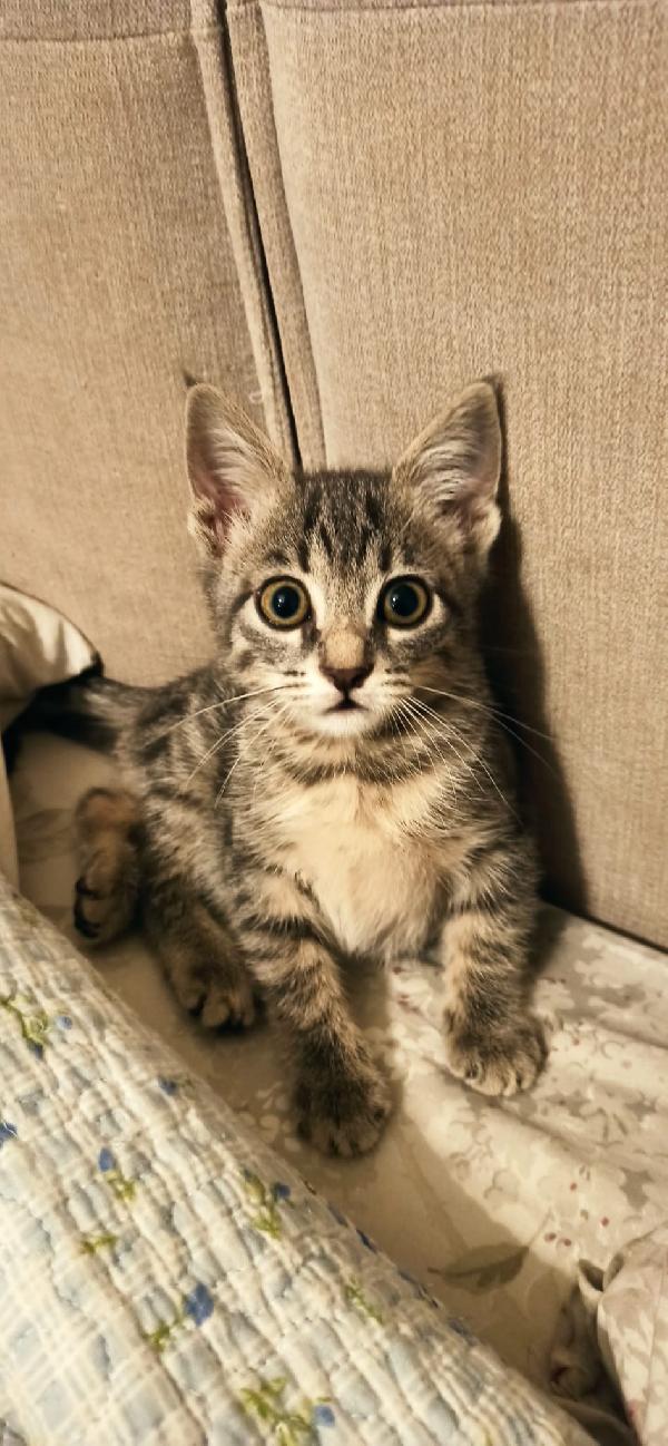 YUKI – cucciolina coraggiosa cerca casa Foto 5